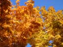 Autumn, maple leafs